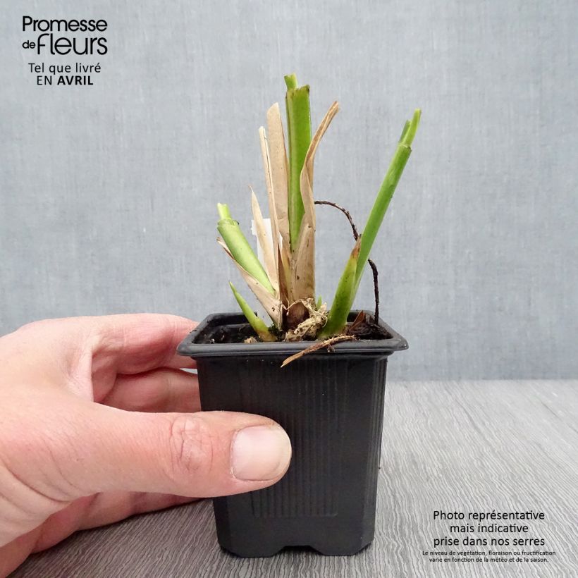 Exemplaar van Thalia dealbata - Alligatorvlag Kweekpotje van 8/9 cm zoals geleverd in de lente