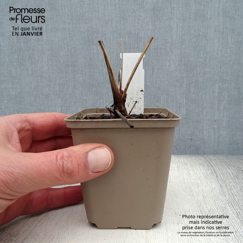 Example of Thalictrum Anne - Pigamon Kweekpotje van 8/9 cm as you get in hiver