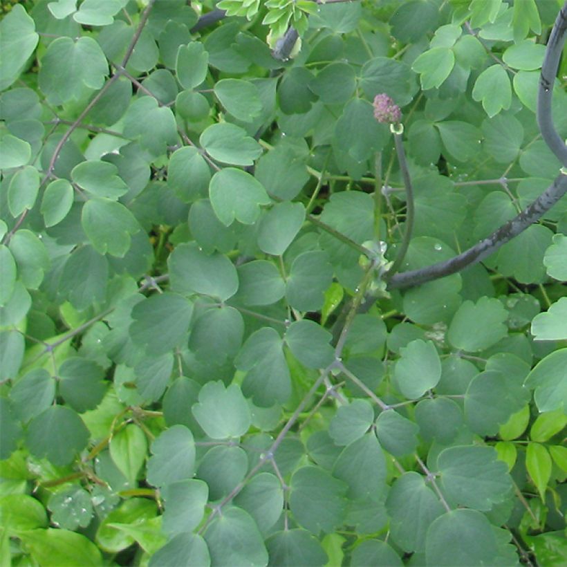 Thalictrum Black Stockings - Ruit (Foliage)