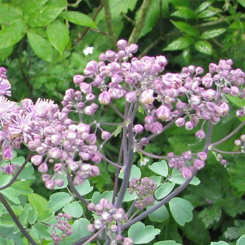 Thalictrum Black Stockings - Ruit (Flowering)