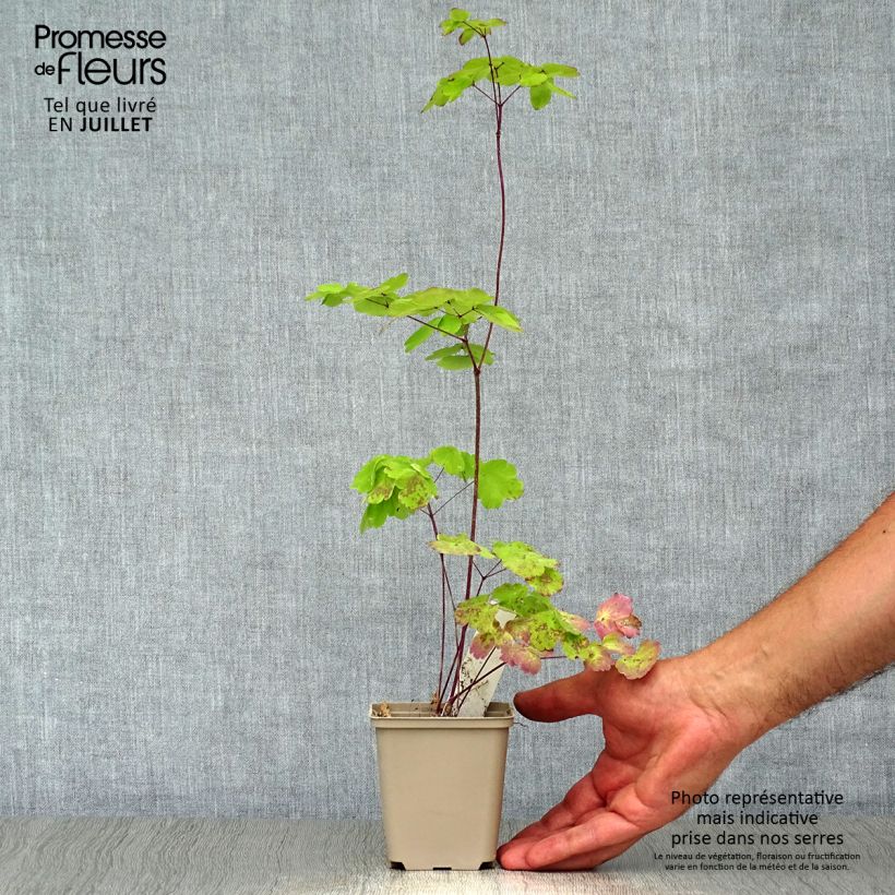 Exemplaar van Thalictrum Black Stockings - Ruit Kweekpotje van 8/9 cm zoals geleverd in de zomer