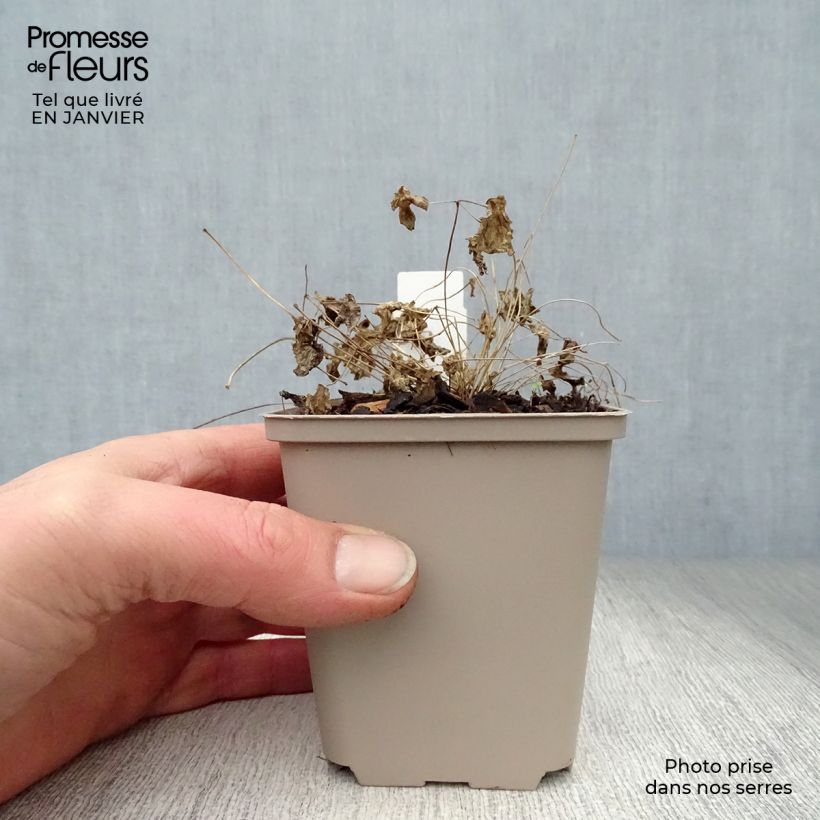 Example of Thalictrum Black Stockings - Pigamon Kweekpotje van 8/9 cm as you get in hiver