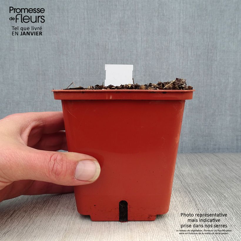 Exemplaar van Thalictrum Chantilly Lace - Ruit Pot van 1 l/1,5 l zoals geleverd in de winter