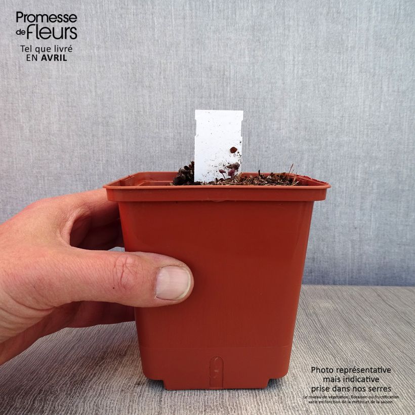 Exemplaar van Thalictrum Chantilly Lace - Ruit Pot van 1 l/1,5 l zoals geleverd in de lente