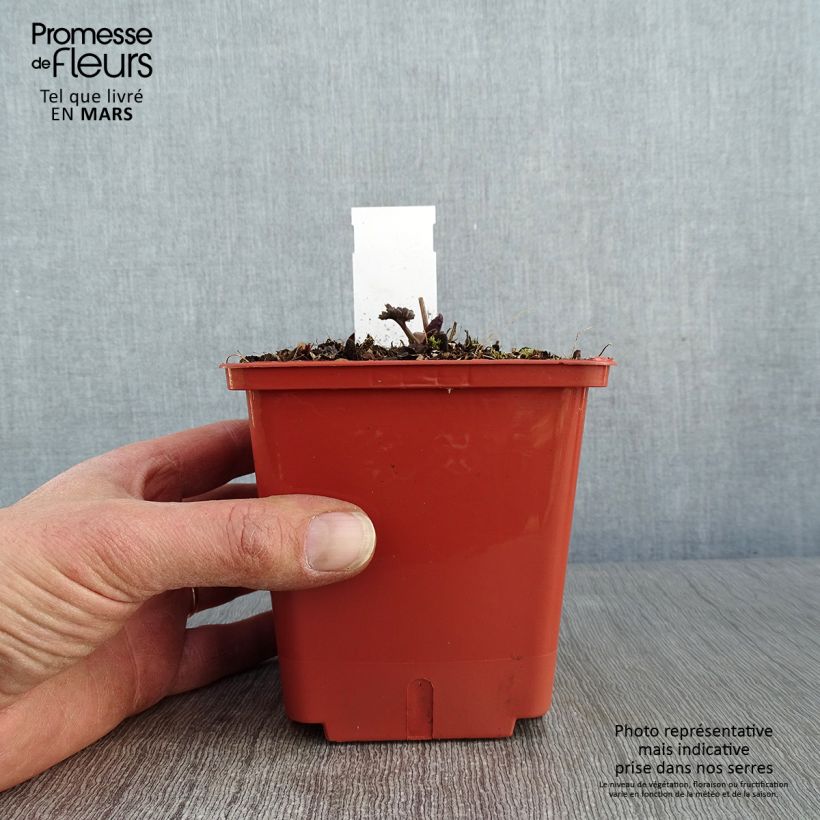 Example of Thalictrum Elin - Ruit Pot van 1 l/1,5 l as you get in hiver