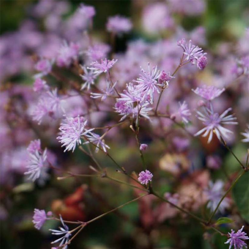 Thalictrum Evening Star - Ruit (Bloei)