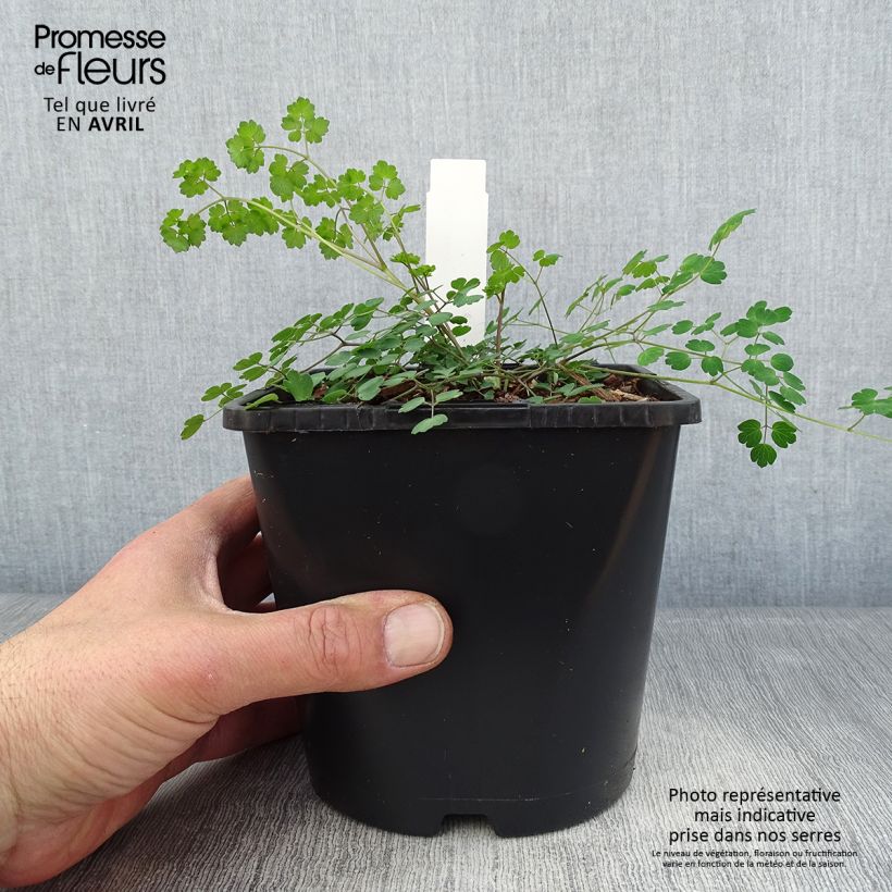 Exemplaar van Thalictrum Fairy Wings - Akeleiruit Pot van 2 l/3 l zoals geleverd in de lente