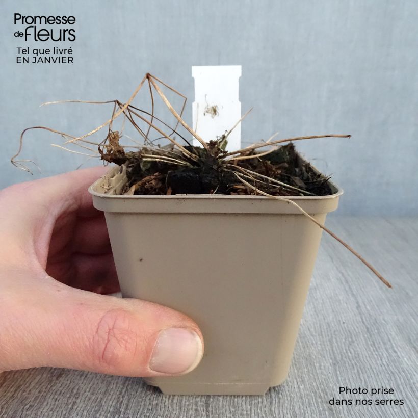 Example of Thalictrum Little Pinkie  Kweekpotje van 8/9 cm as you get in hiver