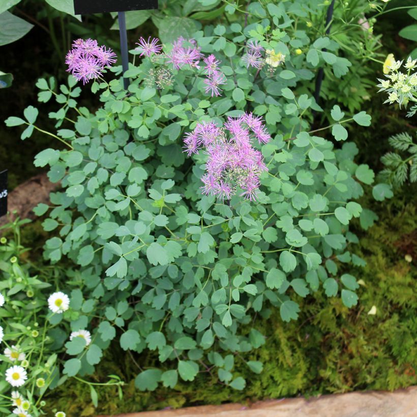 Thalictrum Little Pinkie (Groeiplaats)