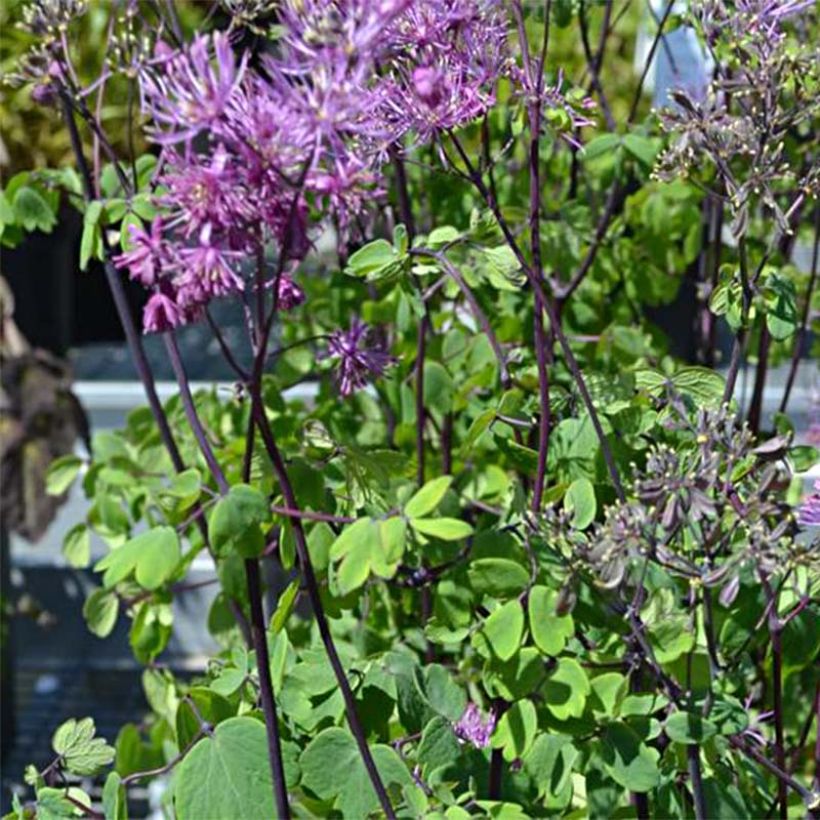Thalictrum Purplelicious - Ruit (Flowering)