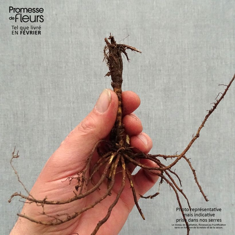 Example of Thalictrum Yulia - Pigamon Naakte wortel as you get in hiver