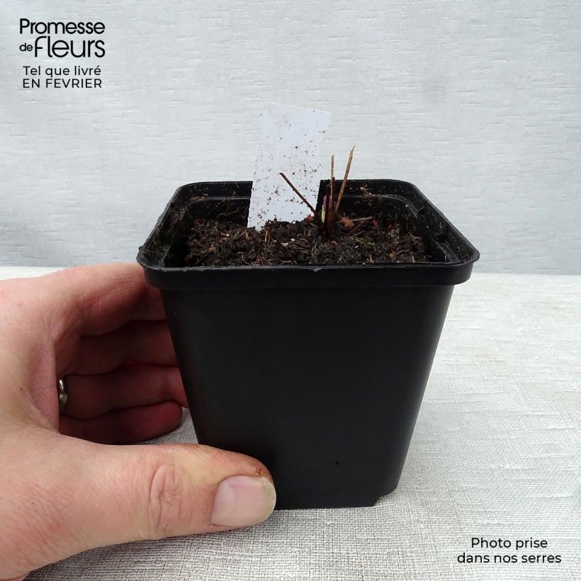 Example of Thalictrum actaeifolium Perfume Star - Pigamon rose Kweekpotje van 8/9 cm as you get in hiver