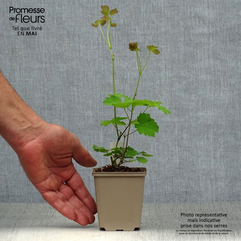 Exemplaar van Thalictrum actaeifolium Perfume Star - Ruit Kweekpotje van 8/9 cm zoals geleverd in de lente