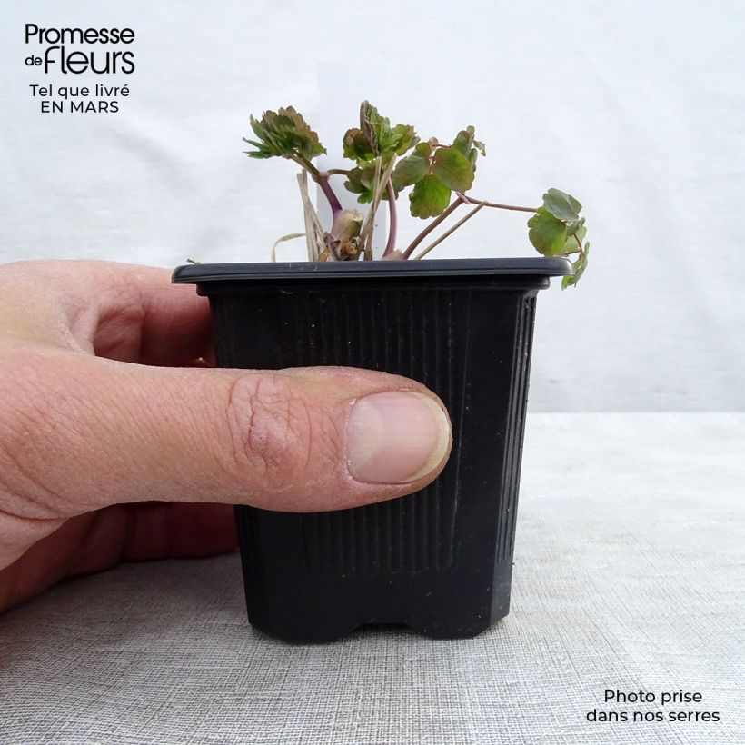 Example of Thalictrum aquilegifolium Album - Pigamon Kweekpotje van 8/9 cm as you get in hiver