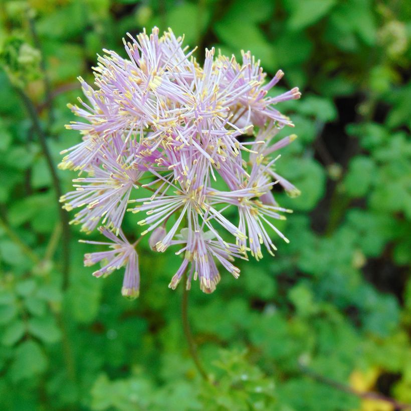 Thalictrum aquilegifolium - Ruit (Flowering)