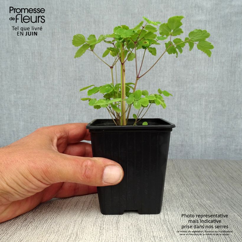 Exemplaar van Thalictrum aquilegifolium - Ruit Kweekpotje van 7/8 cm zoals geleverd in de zomer