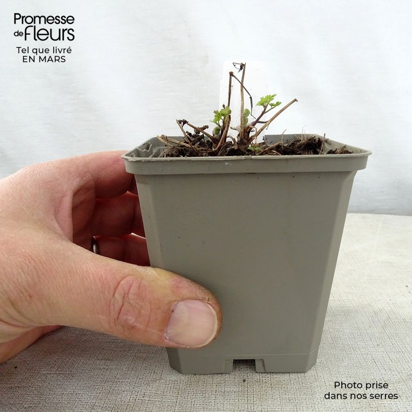 Exemplaar van Thalictrum aquilegifolium Thundercloud - Akeleiruit Kweekpotje van 8/9 cm zoals geleverd in de lente