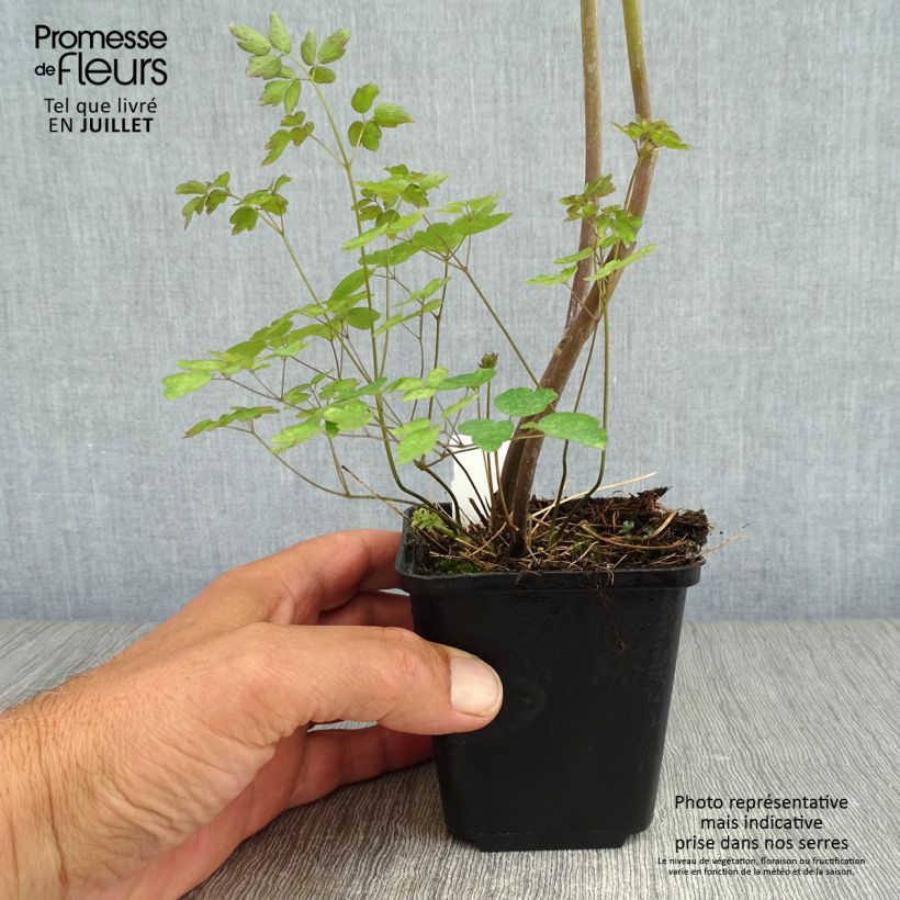 Exemplaar van Thalictrum delavayi Ankum - Pigamon Kweekpotje van 8/9 cm zoals geleverd in de zomer