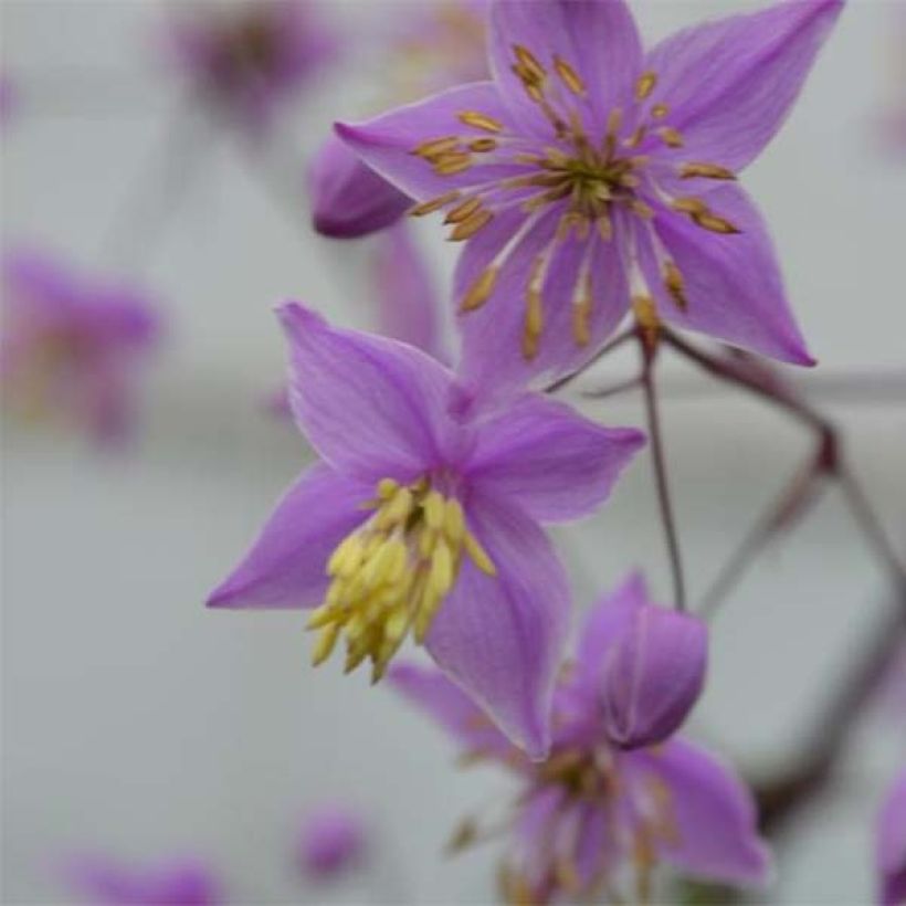 Thalictrum delavayi Hinckley - Chinese ruit (Bloei)