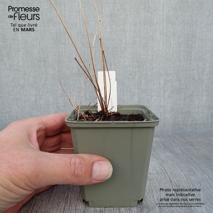 Exemplaar van Thalictrum delavayi Hinckley - Chinese ruit Kweekpotje van 8/9 cm zoals geleverd in de lente