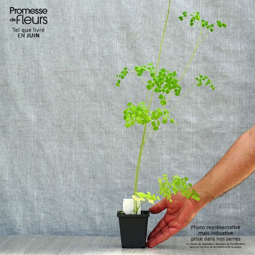 Exemplaar van Thalictrum delavayi Splendide Album - Chinese ruit Kweekpotje van 8/9 cm zoals geleverd in de zomer