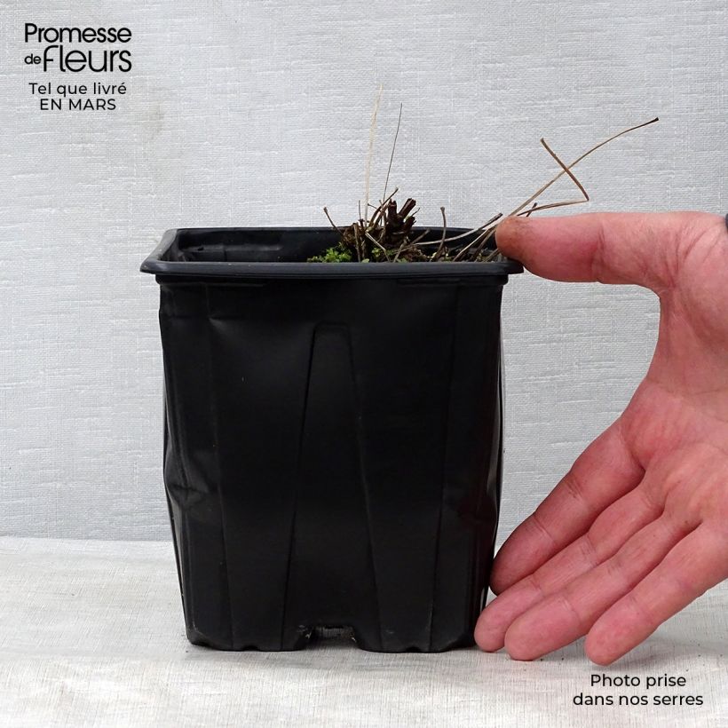 Exemplaar van Thalictrum delavayi Splendide Album - Chinese ruit Pot van 2 l/3 l zoals geleverd in de lente