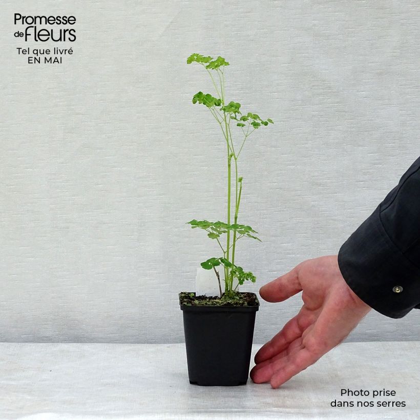 Exemplaar van Thalictrum delavayi Splendide Album - Chinese ruit Kweekpotje van 8/9 cm zoals geleverd in de lente