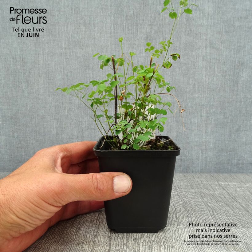 Exemplaar van Thalictrum delavayi Splendide - Chinese ruit Kweekpotje van 8/9 cm zoals geleverd in de zomer