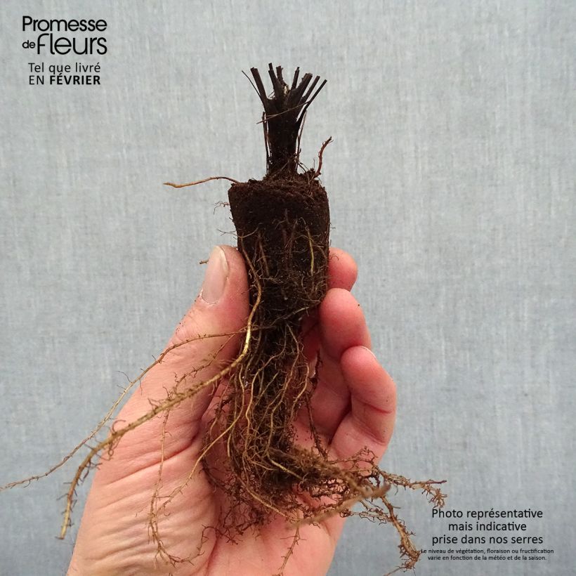 Example of Thalictrum delavayi Splendide - Pigamon Naakte wortel as you get in hiver