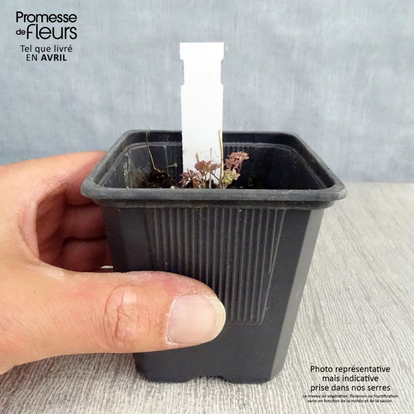 Exemplaar van Thalictrum delavayi - Chinese ruit Kweekpotje van 8/9 cm zoals geleverd in de lente