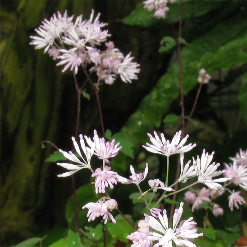 Thalictrum kiusianum - Dwergruit (Flowering)