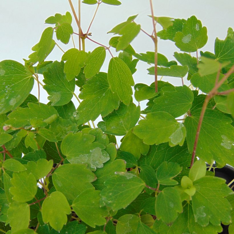 Thalictrum kiusianum - Dwergruit (Foliage)