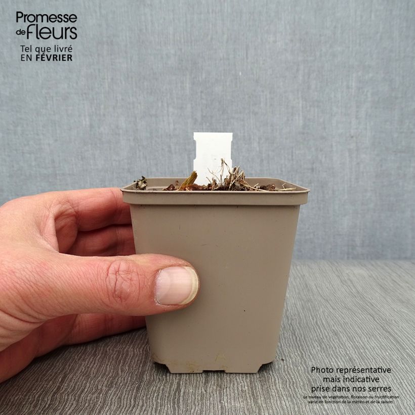 Example of Thalictrum kiusianum - Pigamon nain Kweekpotje van 8/9 cm as you get in hiver