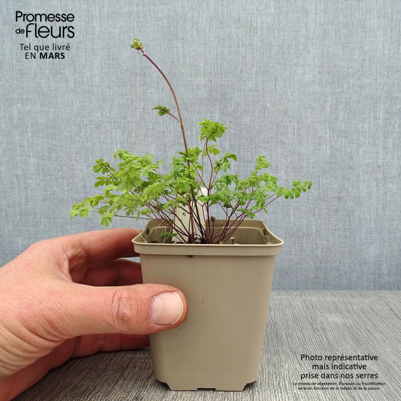 Exemplaar van Thalictrum petaloideum - Ruit Kweekpotje van 8/9 cm zoals geleverd in de winter