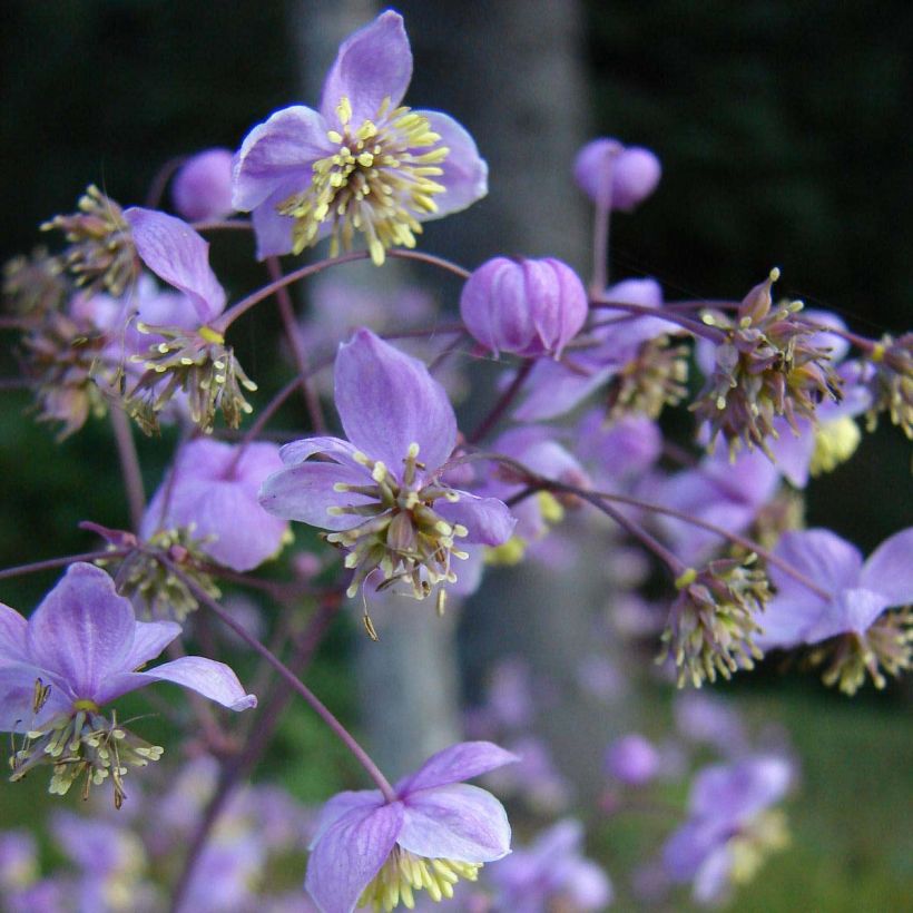 Thalictrum rochebrunianum - Ruit (Flowering)