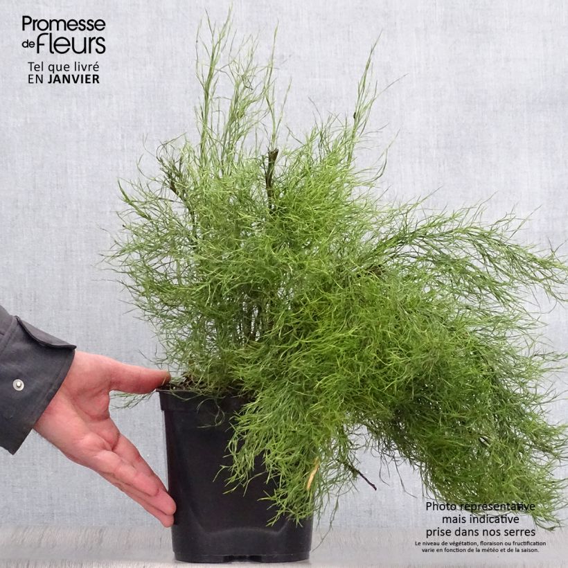 Example of Thamnochortus cinereus - Restio Pot van 3 l/4 l as you get in hiver