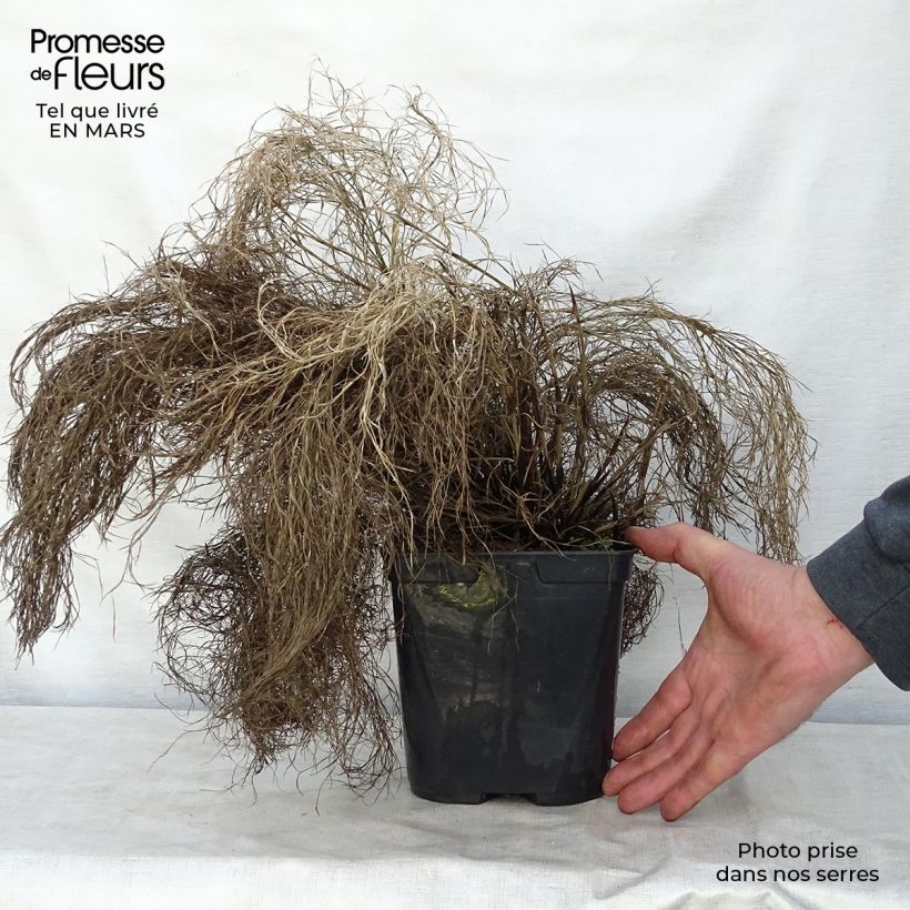 Exemplaar van Thamnochortus cinereus - Restio Pot van 3 l/4 l zoals geleverd in de lente