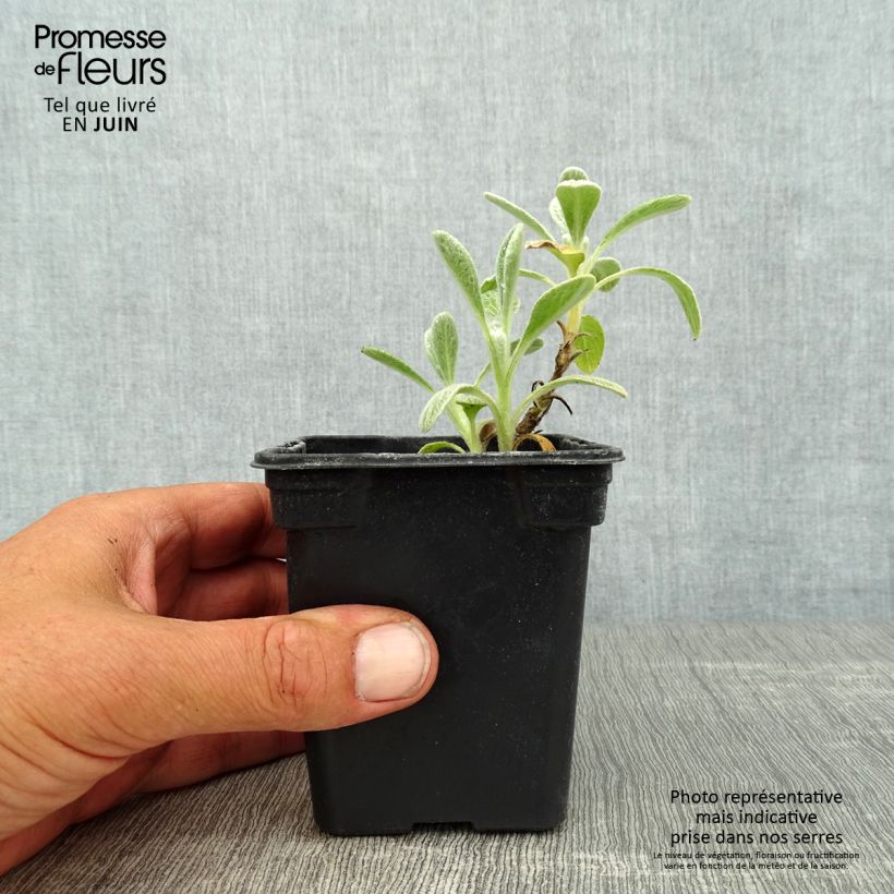 Exemplaar van Sideritis syriaca biologisch - Griekse bergthee Kweekpotje van 7/8 cm zoals geleverd in de zomer
