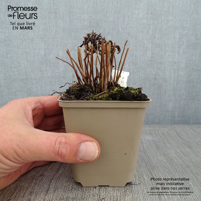 Example of Thelypteris kunthii - Amerikaanse moerasvaren Kweekpotje van 8/9 cm as you get in hiver