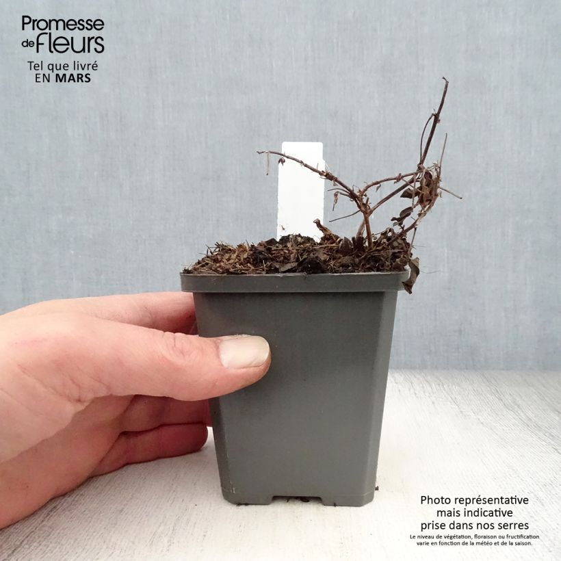 Exemplaar van Thermopsis chinensis - Chinese boserwt Kweekpotje van 8/9 cm zoals geleverd in de lente