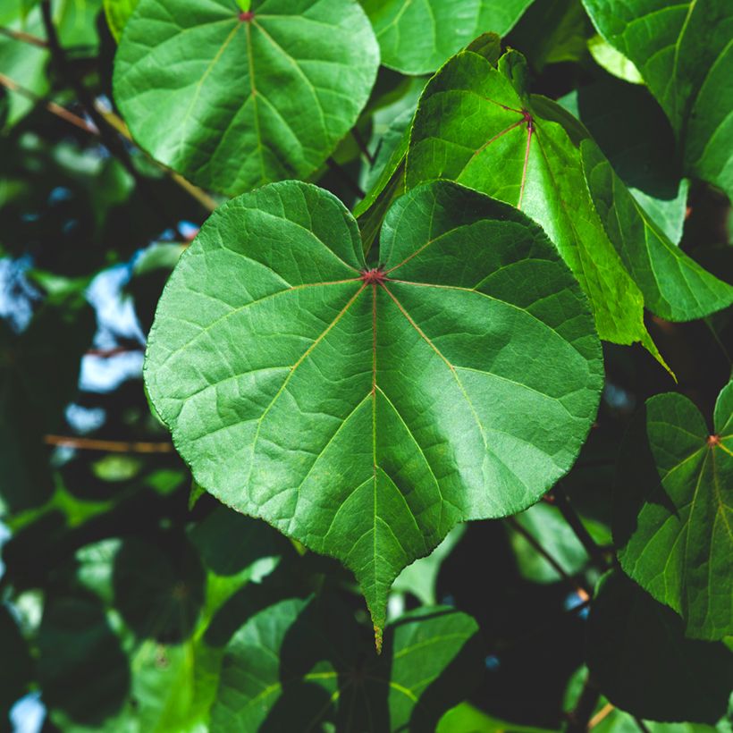 Thespesia populnea - Strandpopulier (Blad)