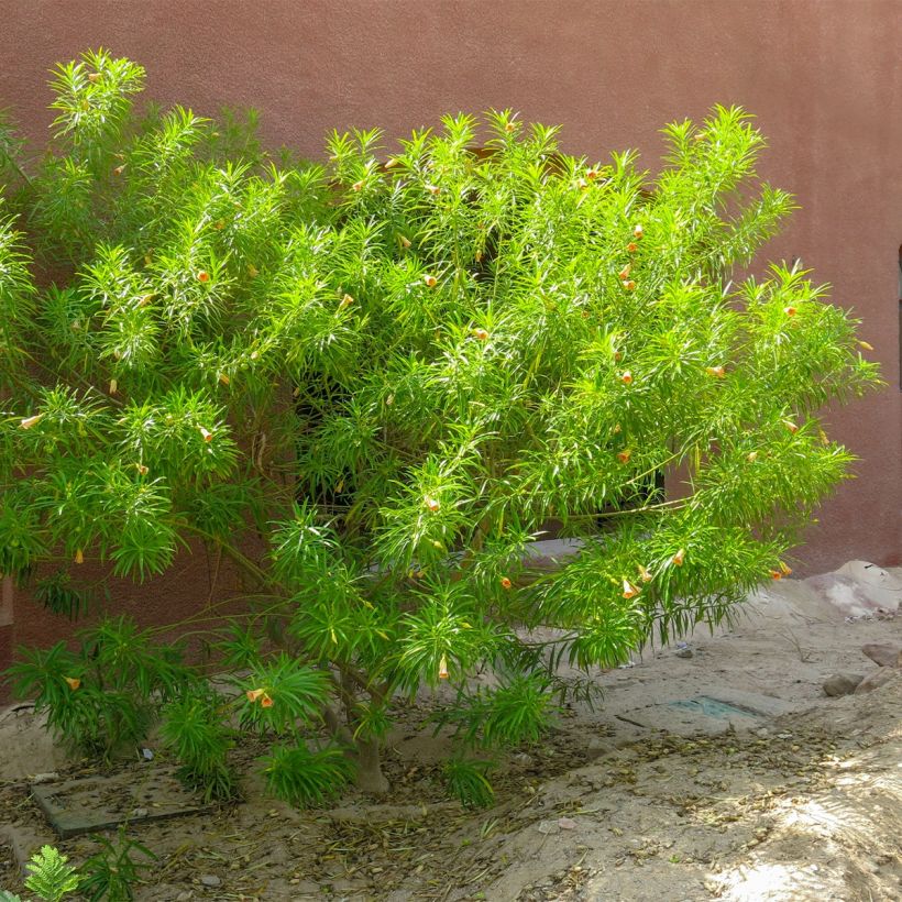 Thevetia peruviana - Gele oleander (Groeiplaats)
