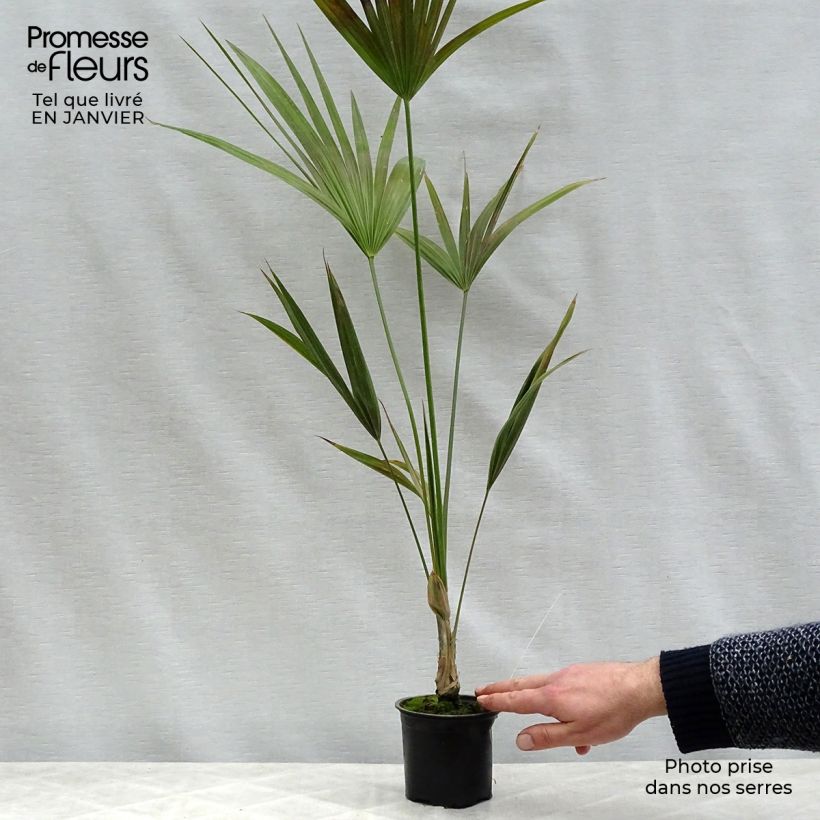 Exemplaar van Thrinax parviflora - Jamaicaanse palm Pot van 12 cm / 13 cm zoals geleverd in de winter