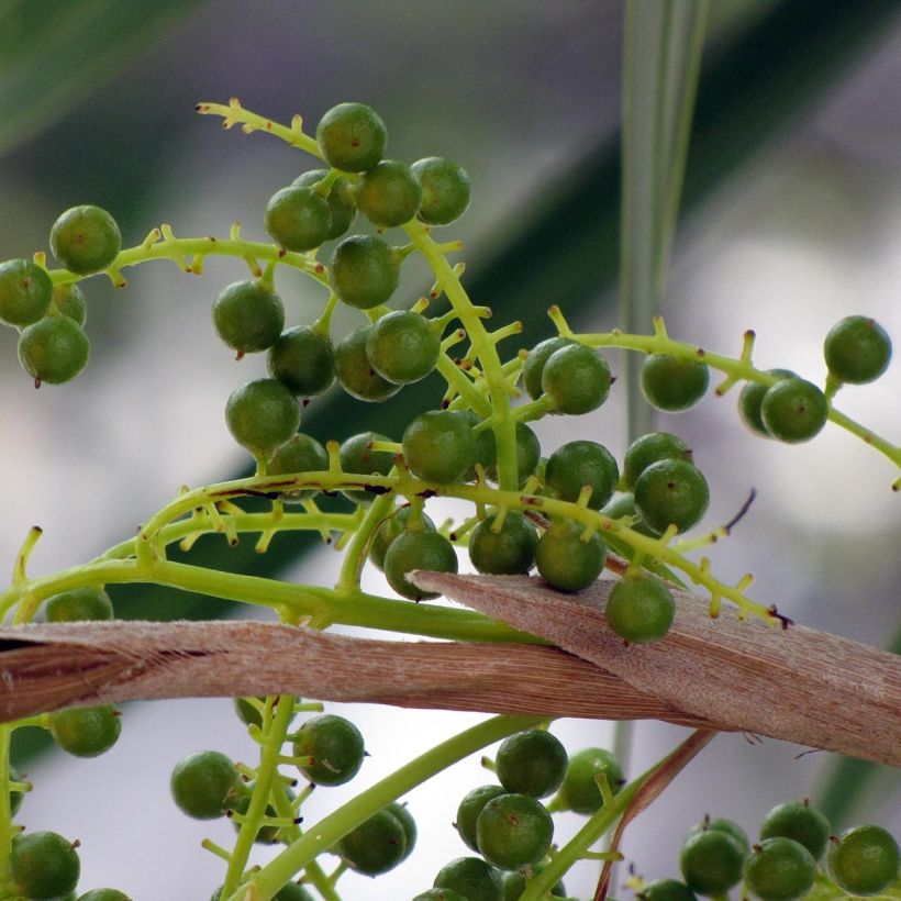Thrinax radiata - Palmier balai van Florida (Oogst)