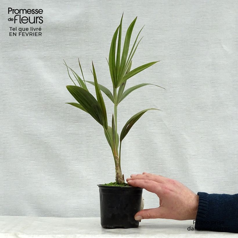 Exemplaar van Thrinax radiata - Palmier balai van Florida Pot van 12 cm / 13 cm zoals geleverd in de winter