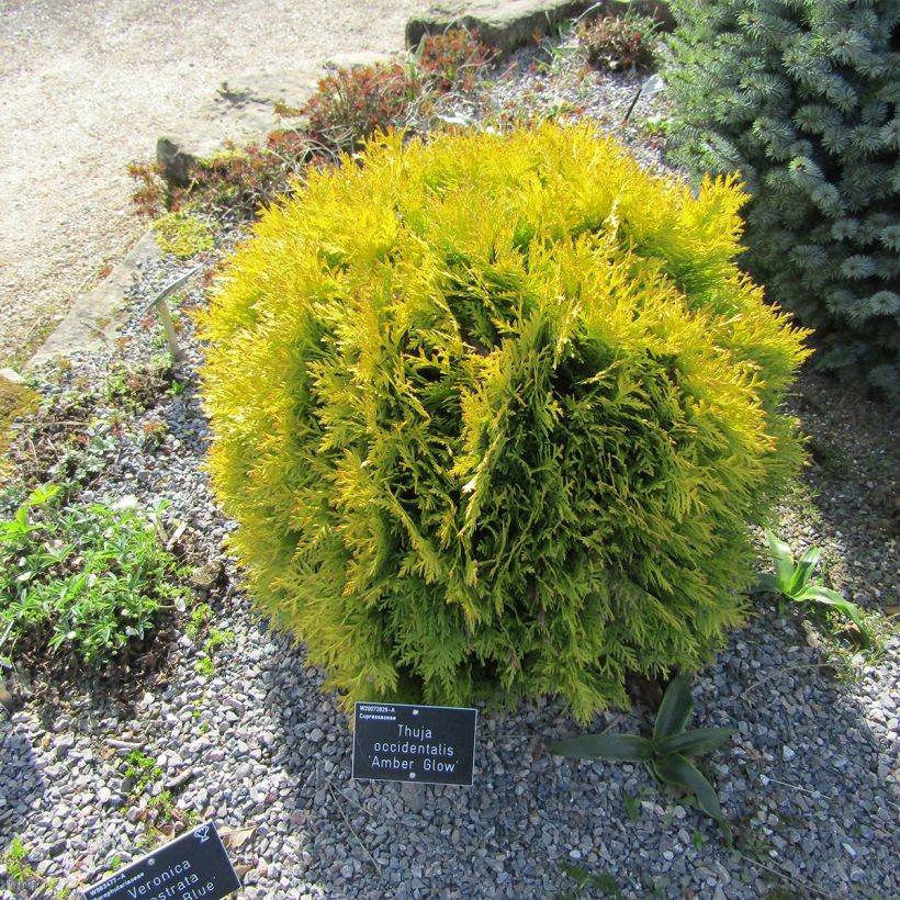 Thuja occidentalis Amber Glow - Westerse levensboom (Plant habit)