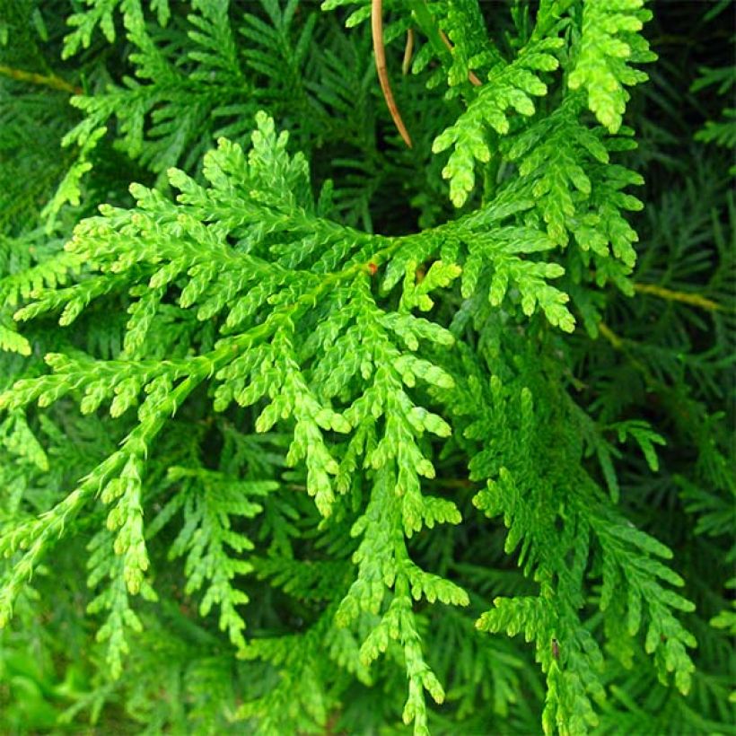 Thuja occidentalis Brabant - Westerse levensboom (Foliage)