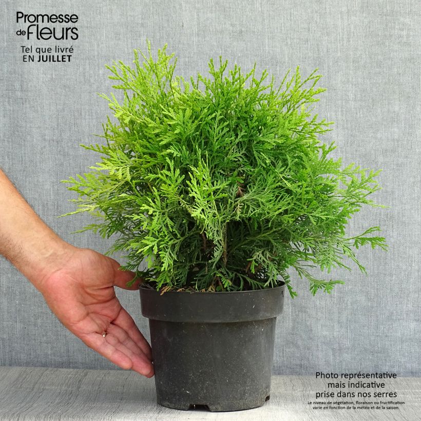 Exemplaar van Thuja occidentalis Danica Aurea - Westerse levensboom Pot van 2 l/3 l zoals geleverd in de zomer