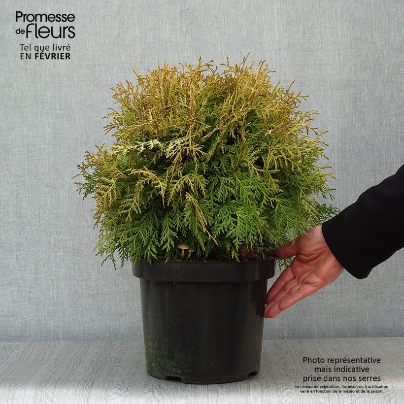 Example of Thuja occidentalis Danica Aurea - Thuya du Canada Pot van 7,5 l/10 l as you get in hiver