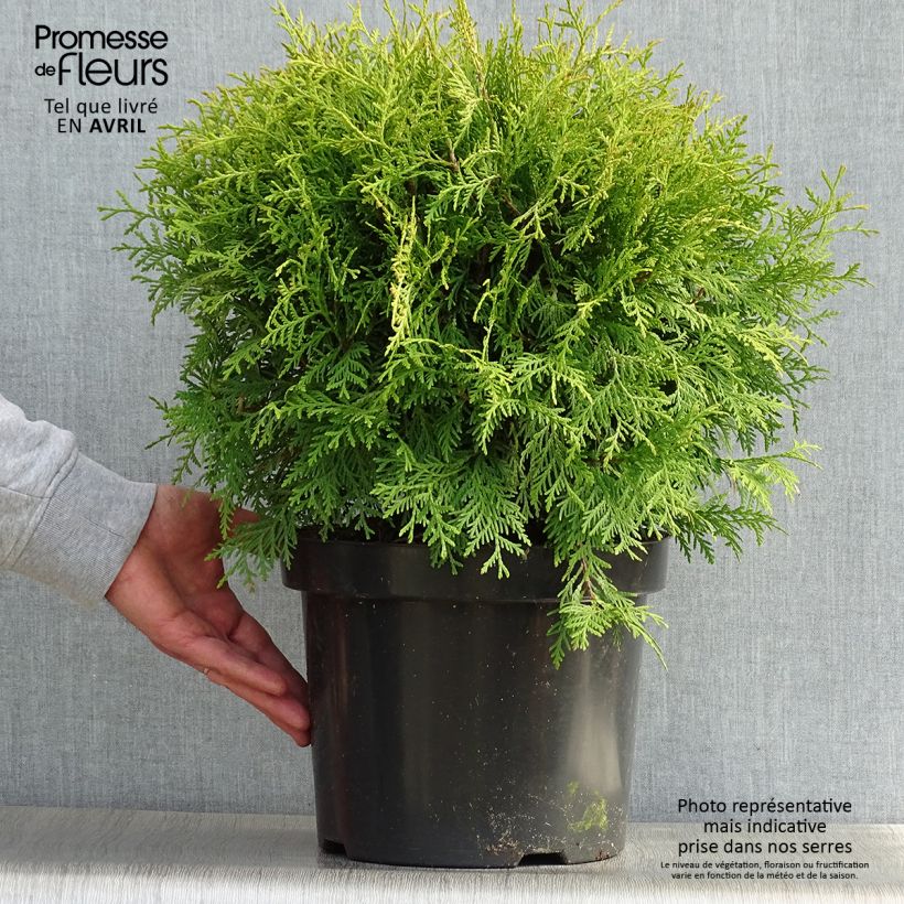 Exemplaar van Thuja occidentalis Danica Aurea - Westerse levensboom Pot van 7,5 l/10 l zoals geleverd in de lente